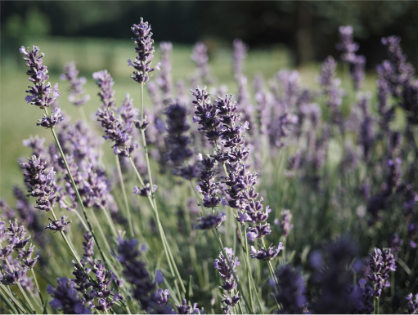 English Lavender