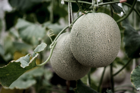 Cantaloupe