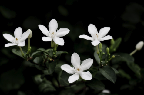 Da Nang Garden's Wrightia