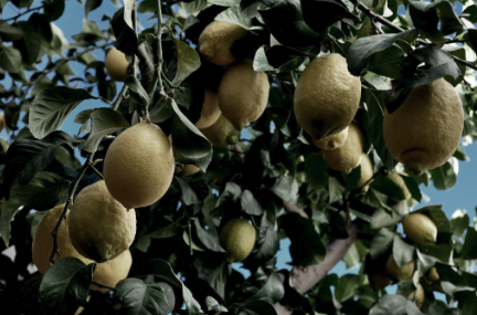 Lemon