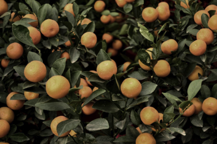 Southern China Mandarin