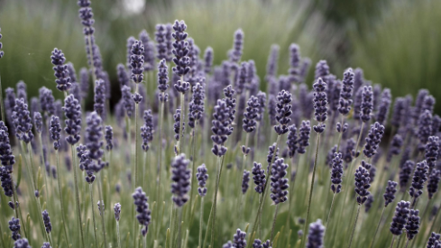 Tasmanian Lavender