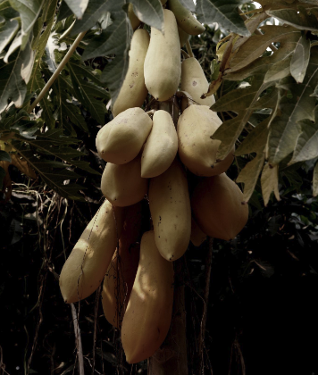 Thai-Hawaiian Papaya