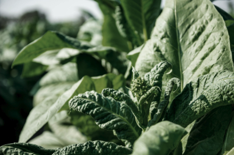 Tobacco