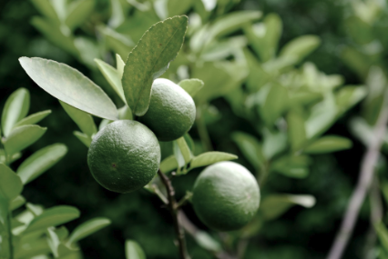 West Indian Lime