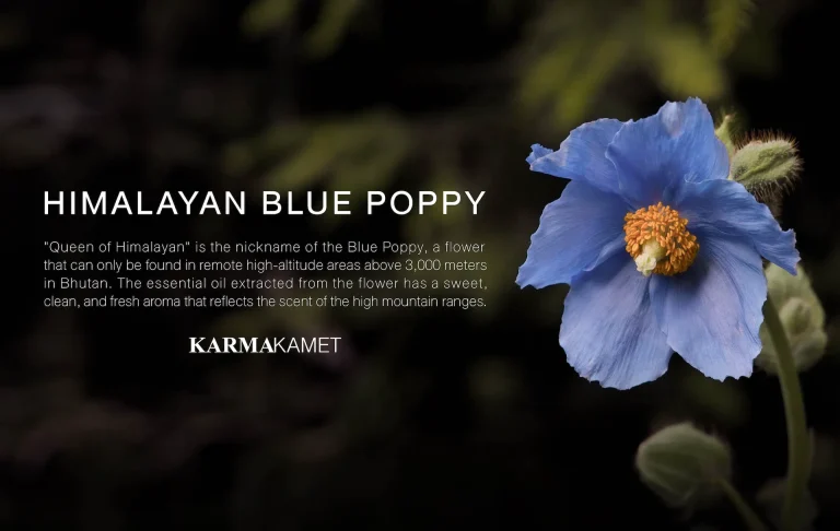 The Secret of Scent: Himalayan Blue Poppy