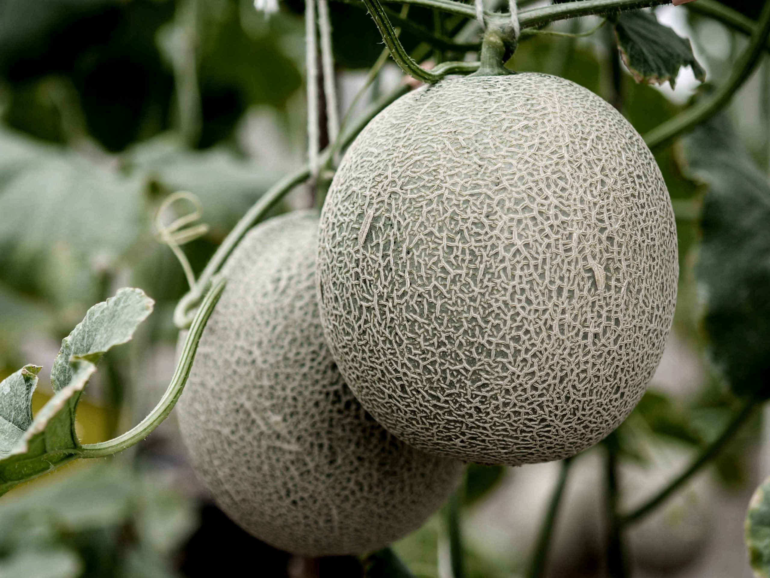 The Secret of Scent: Japanese Yellow Melon