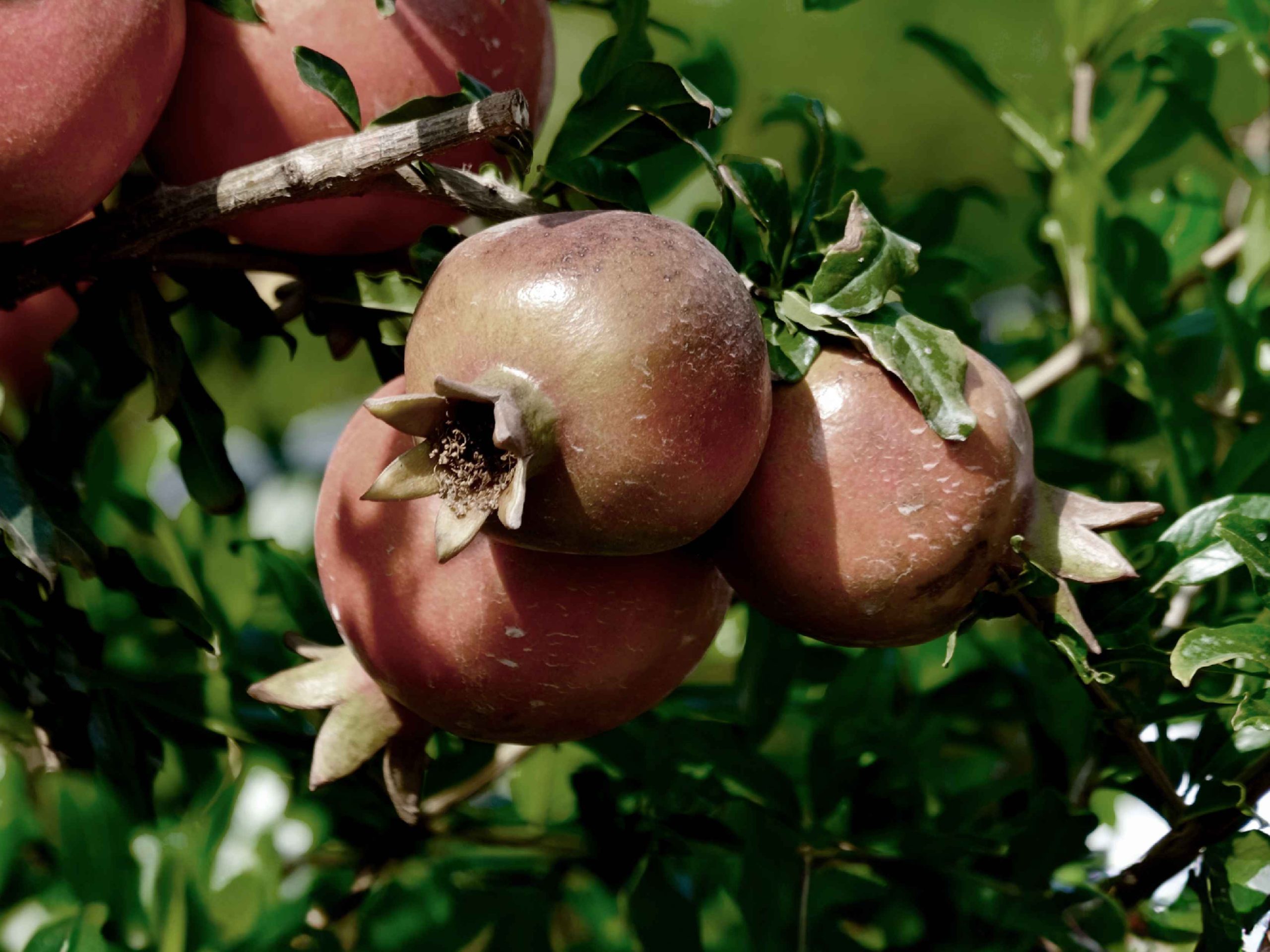 The Secret of Scent: Pomegranate