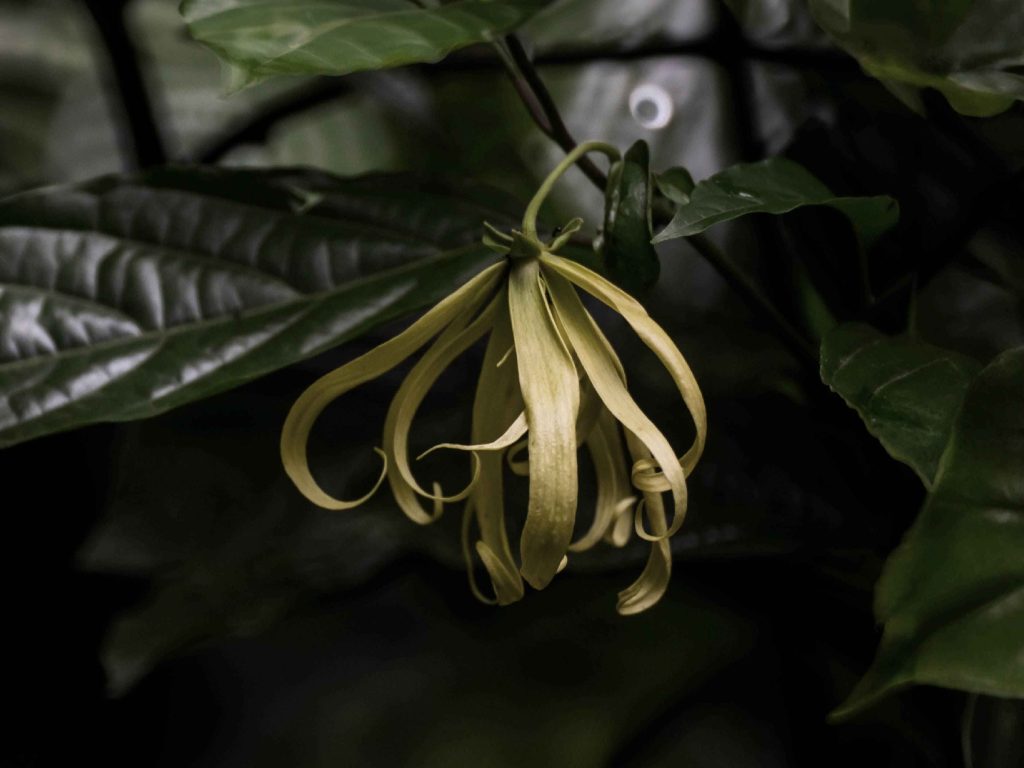 The Secret of Scent: Ylang Ylang