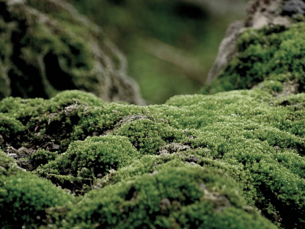 The Secret of Scent: Moss