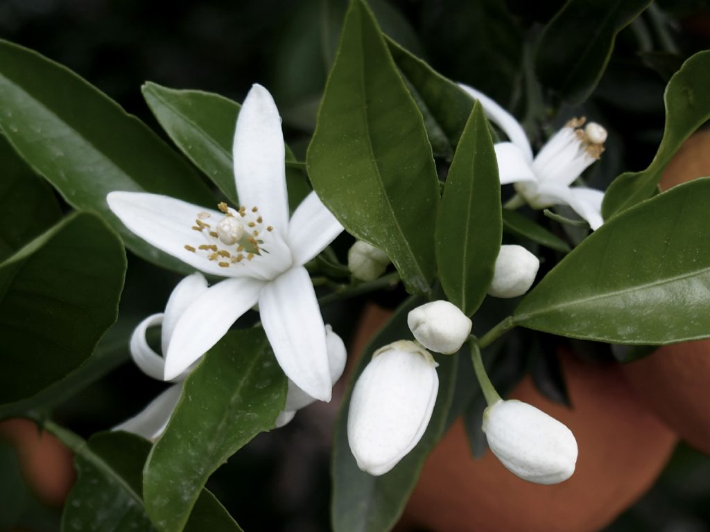 The Secret of Scent: Chinese Orange Blossom