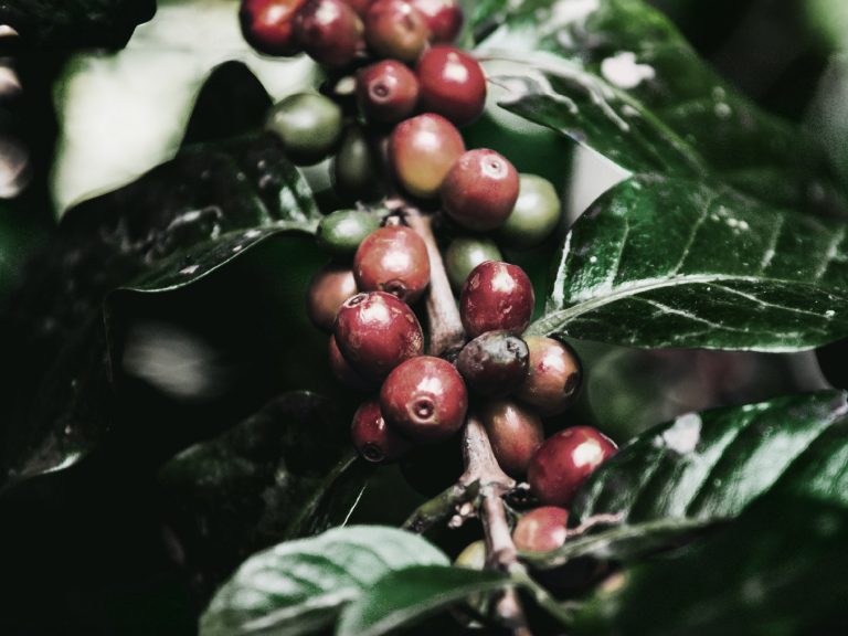 The Secret of Scent: Sulawesi Black Coffee