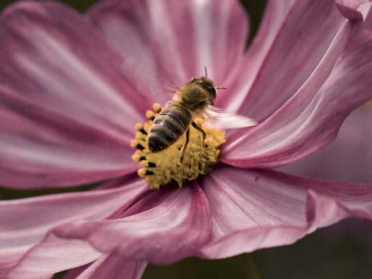 WITHOUT THEM, SCENT DOES NOT EXIST