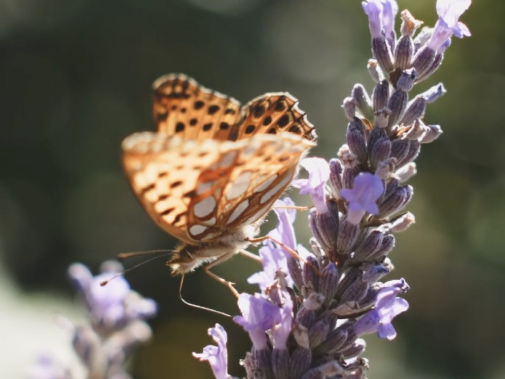 THE WORLD OF LAVENDER SCENTS